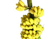 Motta Poovan  Dessert banana. Cultivated in Southern states of India, especially Kerala. Fruits are of religious importance, specially offered in temples. Immune to Fusarium wilt race 1.