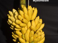 Mysorebale 1  Dessert banana. Synonym of cv. Poovan.