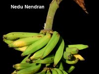 Nedunendran  Cooking banana. Morphologically similar to Nendran. Suitable for making banana chips and banana flour for children.