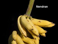 Nendran  Cooking banana. Suitable for making banana chips and banana flour for children.