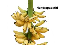 Nendrapadathi  Dessert banana. Grown in southern part of Tamil Nadu and Kerala as an intercrop in coconut and arecanut plantations and at high altitudes.