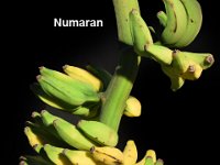 Numaran  Synonyms: Ladan, Malaivazhai, Malai Kali. Endemic to Kolli hills of Tamil Nadu. Nurtured by Malayali tribes. Dessert banana. Creamy, fragrant and sweet pulp suitable for preparing ‘Panchamirtham’.