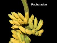 Pachaladan 1  Dessert banana, Pome type. Grows in plains. Fruits are long, slightly acidic in taste.