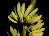 Pachaladan  Dessert banana, Pome type. Grows in plains. Fruits are long, slightly acidic in taste.