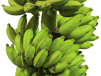 Palayankodan  Dessert banana. It belongs to Mysore subgroup. It is a tall, robust cultivar with conical bunch grown in Kerala.