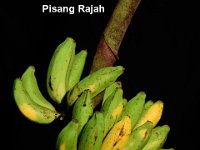 Pisang Rajah 1  Unique AAB type, fruits sweet in taste. Immune to leaf spot disease and resistant to Fusarium wilt.