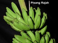 Pisang Rajah  Unique AAB type, fruits sweet in taste. Immune to leaf spot disease and resistant to Fusarium wilt.