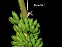 Poovan  Dessert banana. Popular cultivar grown throughout India. Fruits are acidic sweet in taste with firm flesh.