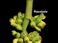 Rasabale  Synonym of cultivar Rasthali.