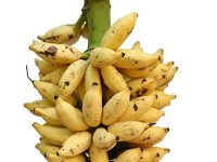 Rasthali 1  Dessert banana. Aromatic, sweet fruit rich in magnesium (36mg / g pulp) with low sodium.