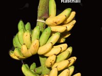 Rasthali  Dessert banana. Aromatic, sweet fruit rich in magnesium (36mg / g pulp) with low sodium.