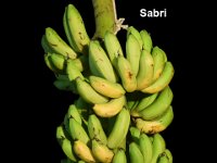 Sabri  Dessert banana. Choice cultivar of Tripura state.