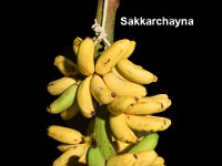 Sakkarchayna  Dessert banana, Silk type. Fruit is sweet in taste.