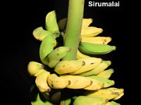 Sirumalai  Dessert banana. It is an ecotype of cv. Virupakshi grown in Sirumalai hill, Tamil Nadu.