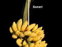 Soneri  Dessert banana. Poovan type with smaller fruits.