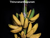 Thiruvananthapuram  Dessert banana. Used in Siddha medicine. Nutritional banana with good carotenoid content. Immune to leaf spot disease.