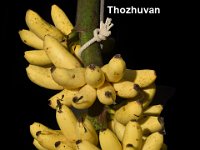 Thozhuvan  Dessert banana belongs to Silk type. Fruit pulp is white and sweet.