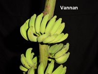 Vannan  Dessert banana. Ecotype of cv. Virupakshi