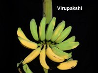 Virupakshi  Dessert banana. Elite cultivar grown perennially in hill regions of Tamil Nadu. Fruits possess pleasant aroma and delightful taste.