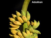 Adukkan  Dessert banana. Immune to Sigatoka leaf spot disease. Used for making weaning food for babies.