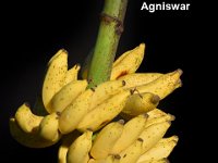 Agniswar  Kunnan type dessert banana with fragrant pulp. Used for making baby food.