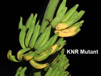 KNR Mutant  Dessert banana. Male phase is absent. Pulp is used to make baby food. Immune to Sigatoka leaf spot diseases.