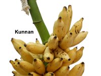 Kunnan1  Dessert banana. Long fruits resistant to shattering. Unripe fruits suitable for making banana flour. Tolerant to leaf spot disease.