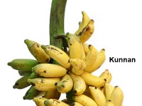 Kunnan2  Dessert banana. Long fruits resistant to shattering. Unripe fruits suitable for making banana flour. Tolerant to leaf spot disease.