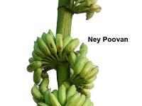 Ney Poovan  Ney Poovan is a choice cultivar of Kerala, Tamil Nadu and Karnataka with export potential.