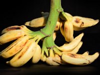 Padali Moongil  Dessert banana belonging to ‘Kunnan’ subgroup. Distributed in Southern Tamil Nadu and Kerala. Used for the preparation of infant food.