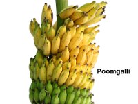 Poomgalli  Dessert banana. Fruits suitable for making baby food.