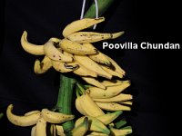 Poovilla Chundan  Dessert banana. Exclusively used for the preparation of infant food. Traditionally raised in the backyards of households of rural Kerala and Tamil Nadu. Immune to leaf spot disease.