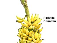 Poovilla Chundan2  Dessert banana. Exclusively used for the preparation of infant food. Maintained as a backyard crop in households of rural Kerala and Tamil Nadu. Immune to leaf spot disease.