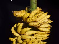 Valiya Kunnan  Dessert banana. Petiole is light green, as straight as bamboo. Fruit pulp is used for the preparation of infant food