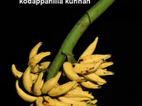 kodappanilla kunnan  Commercially cultivated in Tirunelveli district, Tamil Nadu. Generally, male phase is absent and occasionally it produces male bud. Its pulp is white and tasty and used for making baby food. It is immune to Sigatoka leaf spot disease.