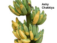 Ashy Chakkiya  Cooking and dessert banana. High yielding cultivar with bunch weighing 30 Kg. Fruits are ash coated with pointed tip.