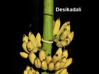 Desikadali 1  Dessert banana. Karpuravalli type. Tall and robust. High yielding and fruits are tasty.