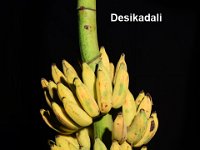 Desikadali  Dessert banana. Karpuravalli type. Tall and robust. High yielding and fruits are tasty.