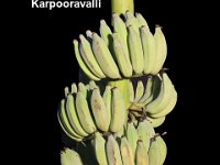 Karpooravalli  Dessert banana. Popular variety with fruits having long shelf life and suitable for long distance transportation. Fruits suitable for making ‘Banana fig’.