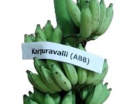 Karpuravalli 3