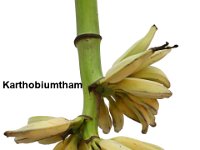 Karthobiumtham  Dessert banana. Resistant to root lesion nematode and used for gene expression studies. Suitable for making banana wine and fig.