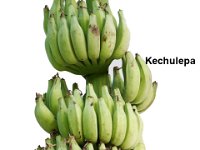 Kechuleppa  Dessert banana. Resistant to fruit shattering. Suitable for making banana wine, juice and fig.