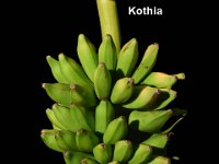 Kothia  Cooking banana. High yielding variety. Short fruits with pointed tip.