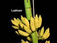 Ladisan 2  Dessert banana. Belongs to Karpuravalli type. Fruits are medium in size.