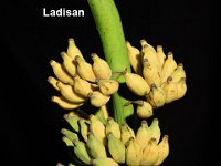 Ladisan  Dessert banana. Belongs to Karpuravalli type. Fruits are medium in size.