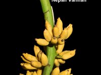 Nepali Vannan 1  Dessert banana, Karpuravalli type. Pseudostem is slightly pink. Fruits are green, turn yellow upon ripening.