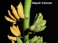 Nepali Vannan  Dessert banana, Karpuravalli type. Pseudostem is slightly pink. Fruits are green, turn yellow upon ripening.