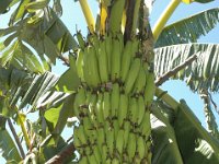 Pacha Bontha Batheesa  Synonyms: Batheesa, Hazaria, Ayirangai Culinary banana, suitable for preparing ‘Bajji’. Used as dessert in North East India. Belongs to Monthan subgroup. Distributed in South and North East India. High yielding cultivar with bunch weight of 25-27 Kg. Susceptible to Fusarium wilt, race 2.