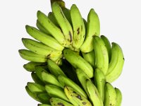 Pagar Banana 2