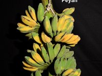 Peyan  Dessert banana. Used in Siddha medicine as laxative, highly valued for its therapeutic uses. Immune to Fusarium wilt (race 1 and 2) and leaf spot diseases.